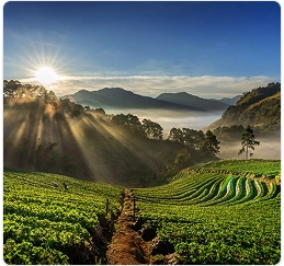 Agriculture industry - farmland and crop management